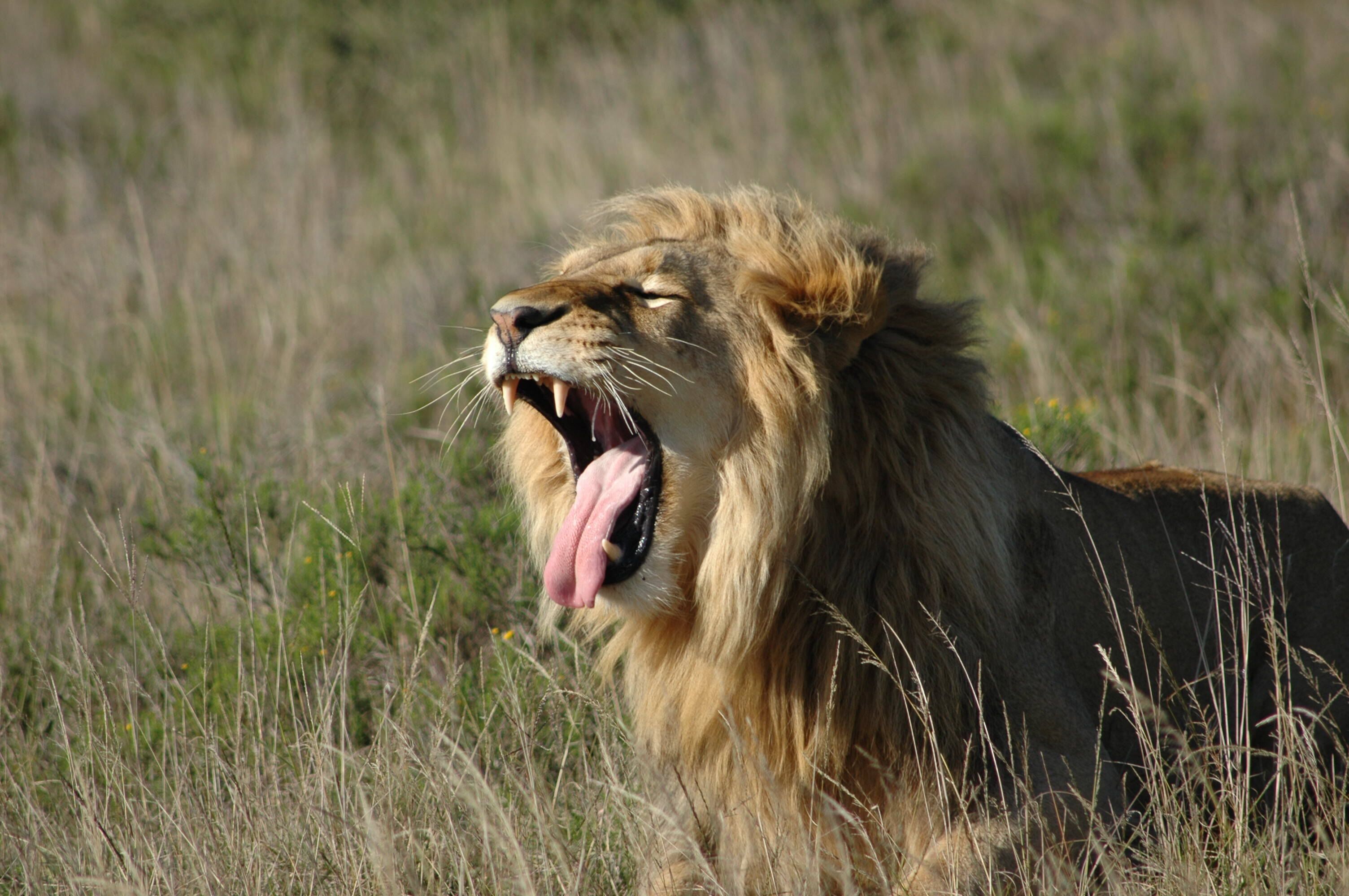 A lion in a grassy field.