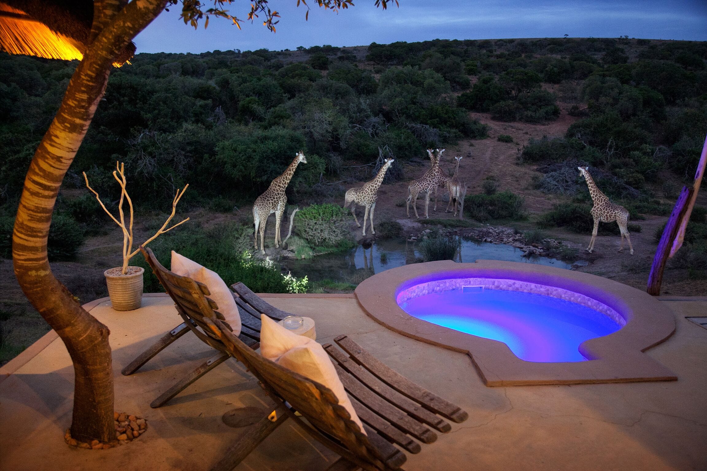 Zona de piscina con un jacuzzi, sillones de madera y vistas a jirafas al fondo.