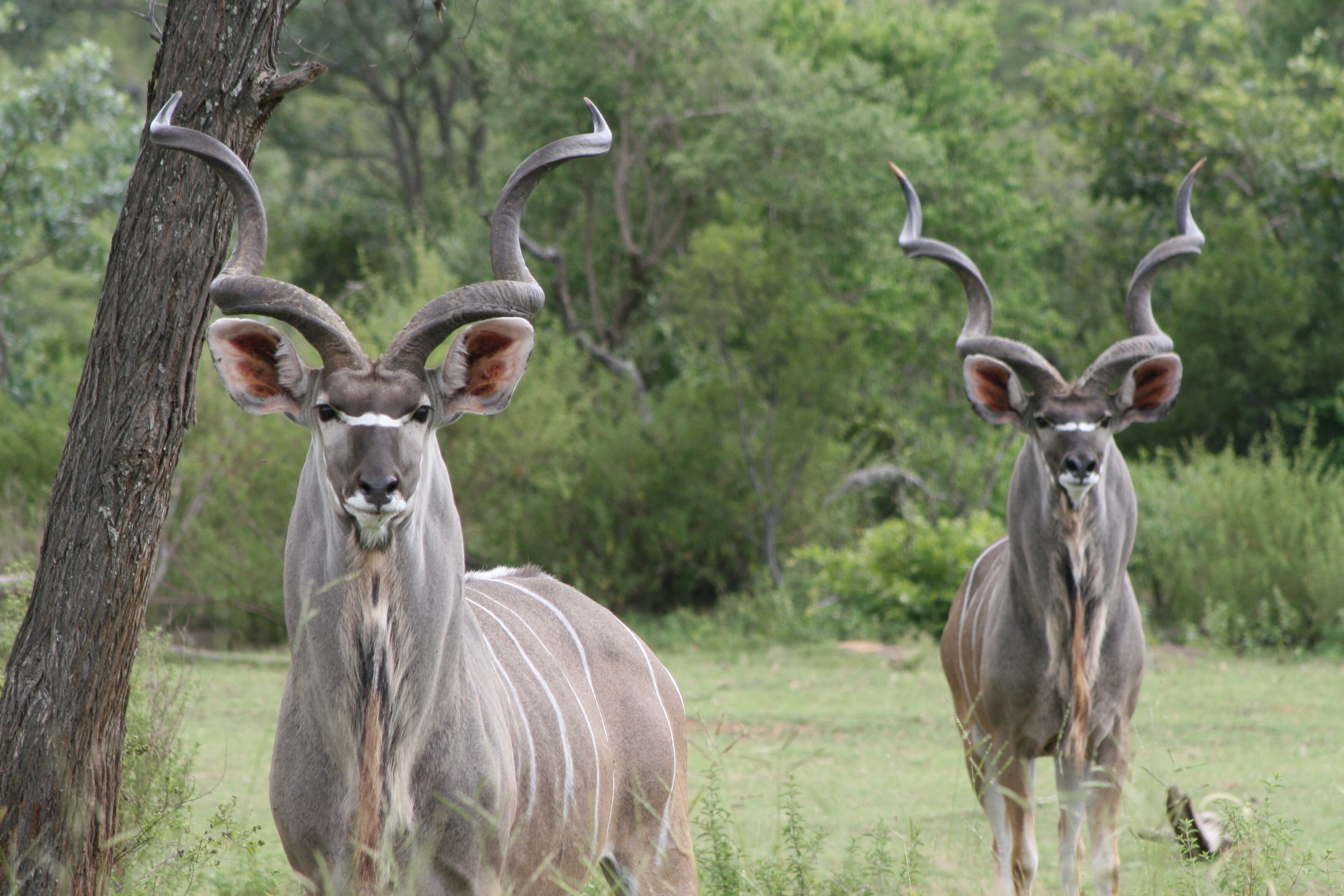 Two antelopes in a grassy field with trees in the background.