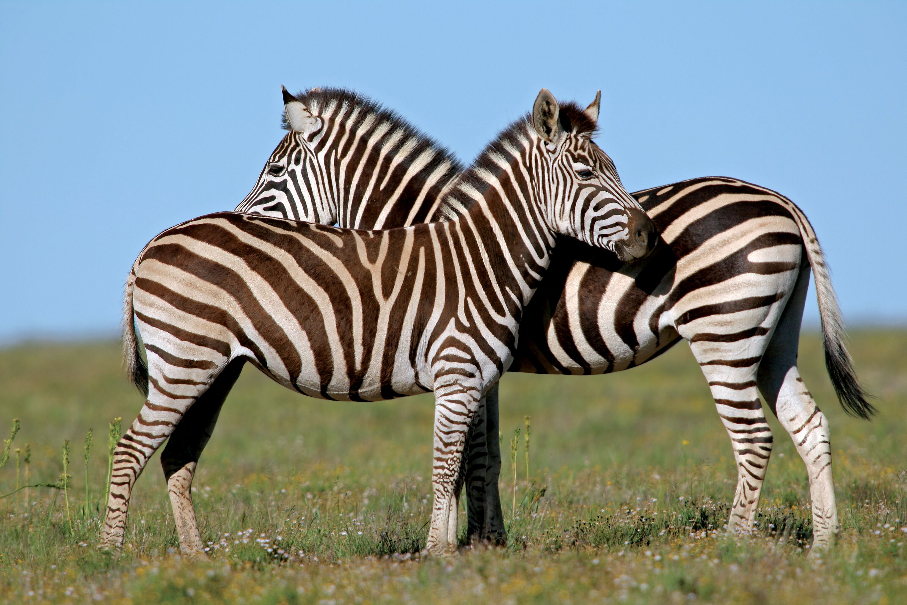 Dos cebras de pie juntas en un campo de hierba.