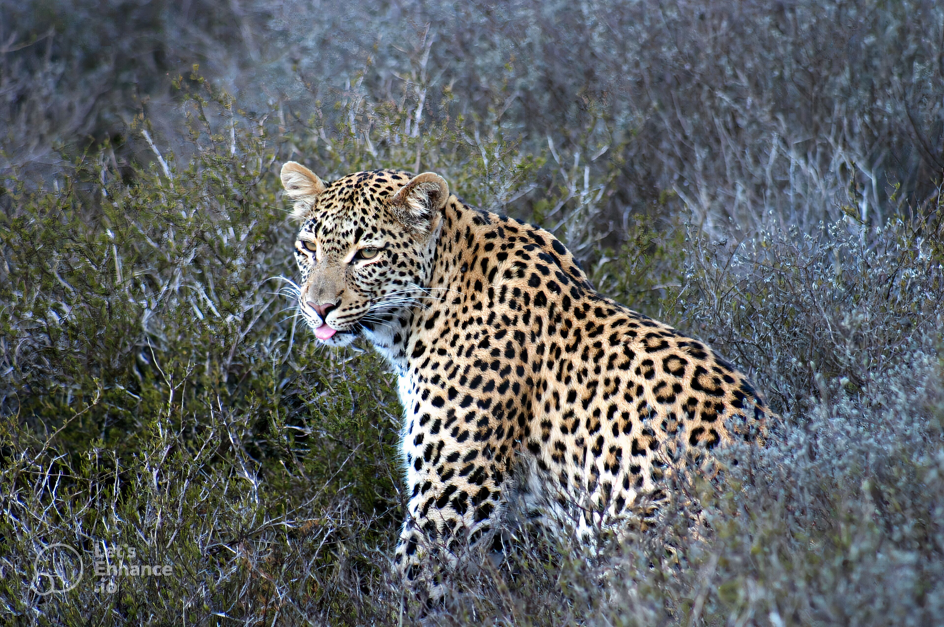 A leopard in a natural setting with dense vegetation.