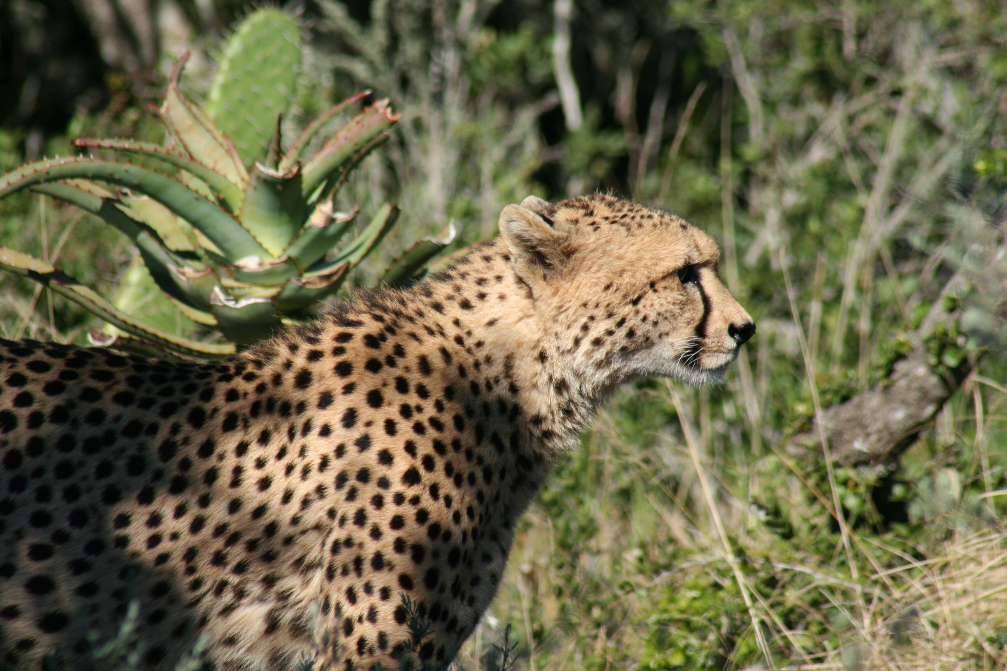 A cheetah in a natural habitat with dense vegetation and a cactus in the background.