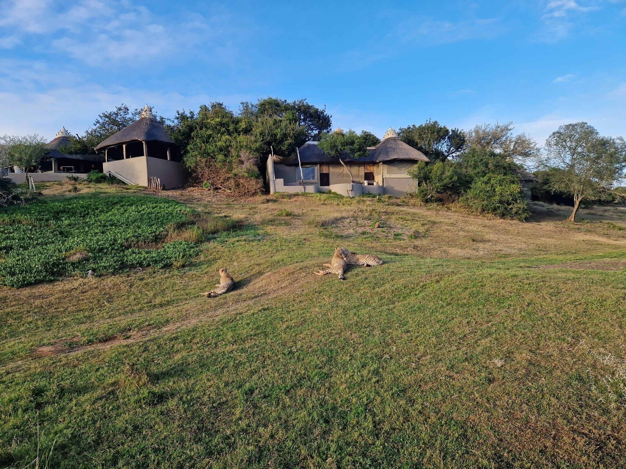 A rural setting with thatched-roof cottages and a grassy field.