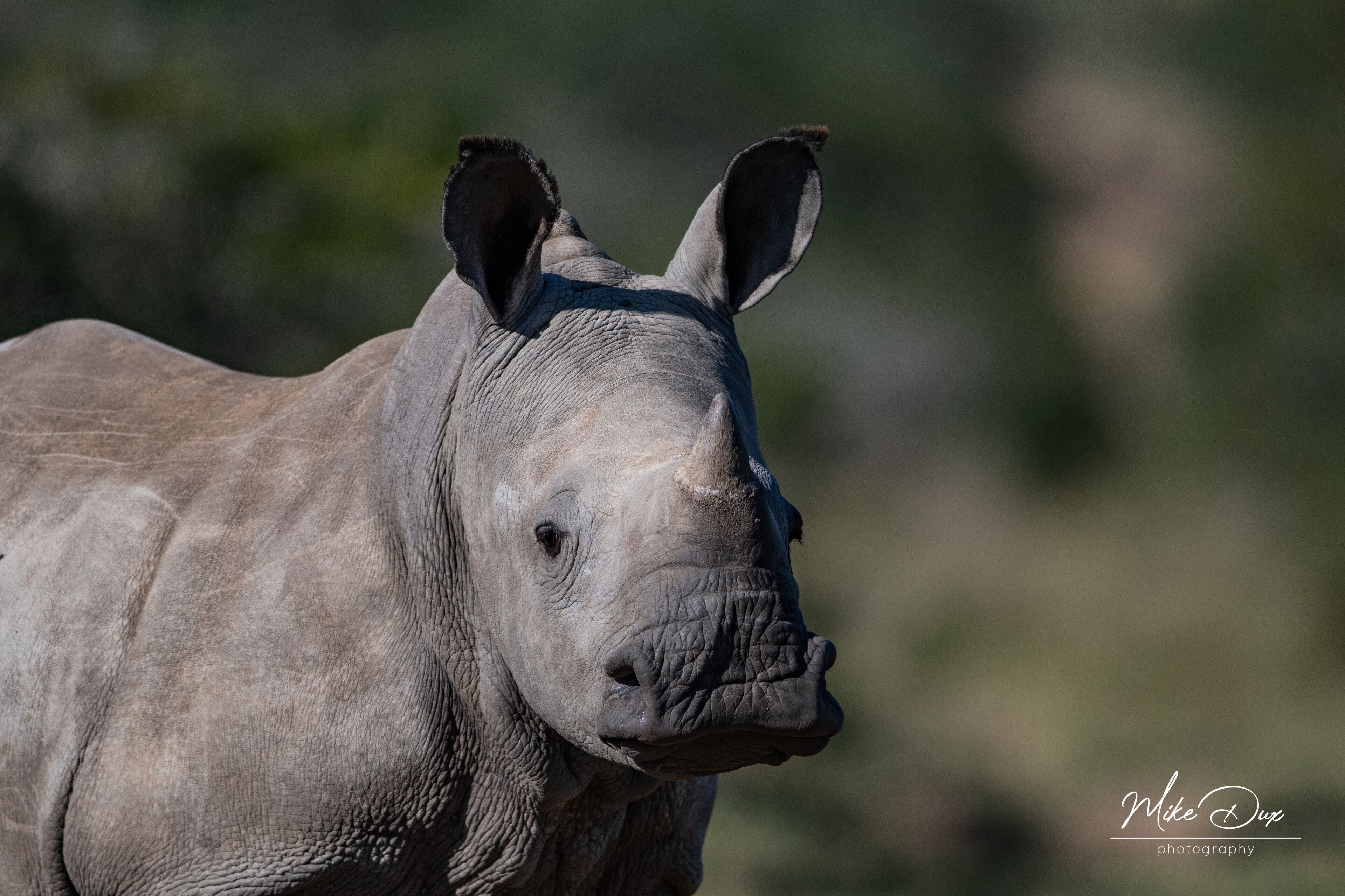 Un gros plan d’un rhinocéros sur un arrière-plan flou.