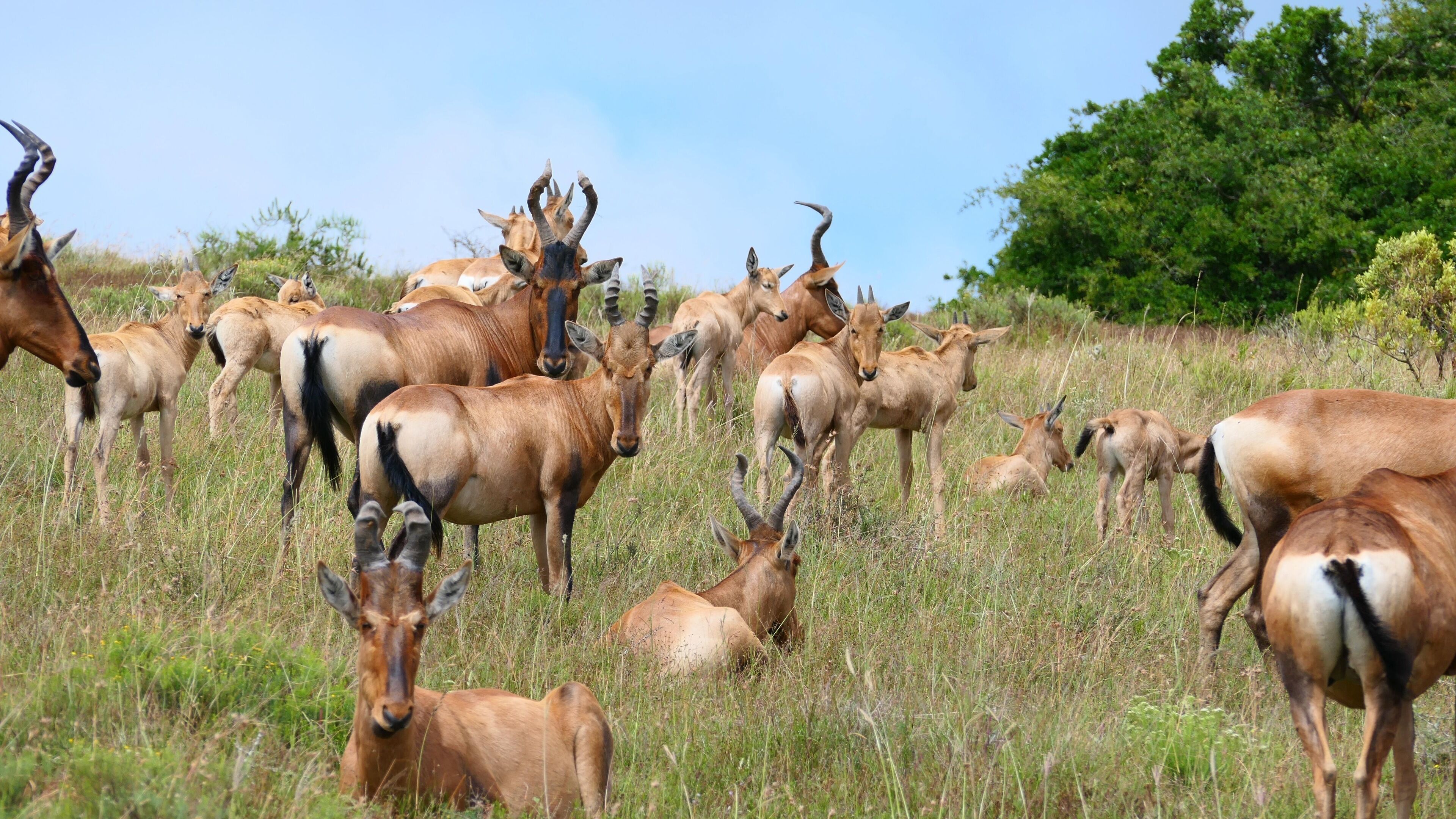 A herd of antelopes in a grassy field with trees in the background.