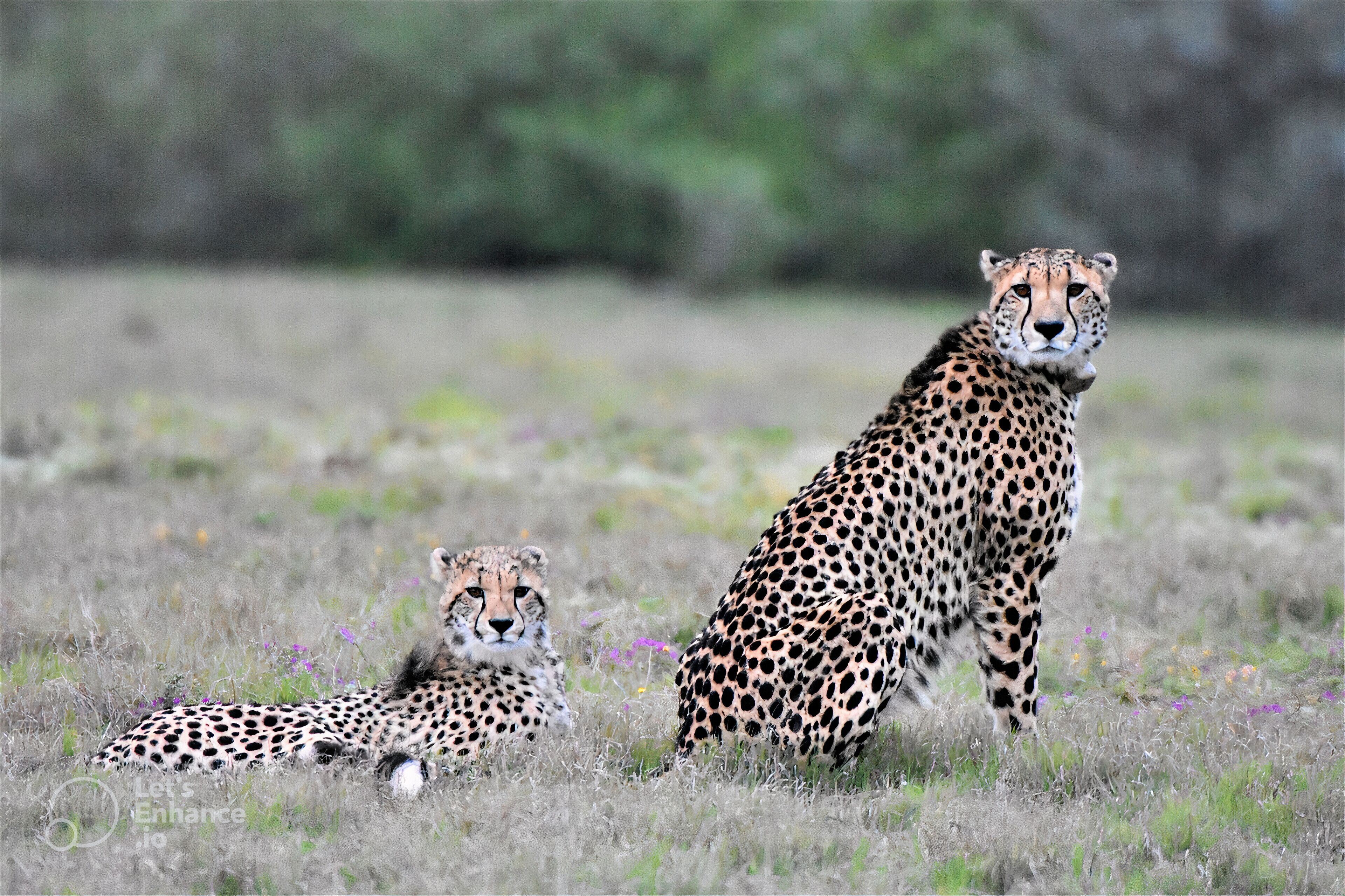 Two cheetahs in a grassy field with sparse vegetation and a blurred green background.