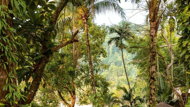 A tropical resort with a staircase leading to a wooden building, surrounded by lush greenery and overlooking a beach. - Baan Krating Khao Lak Resort (Takua Pa)