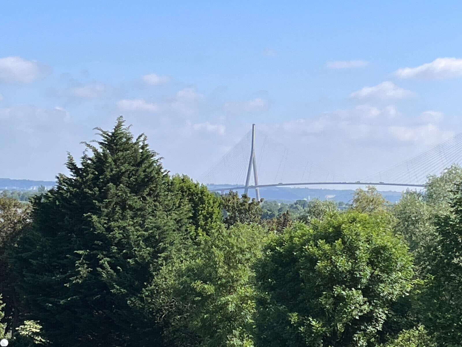 A view of a bridge with a cable design, surrounded by dense green foliage.