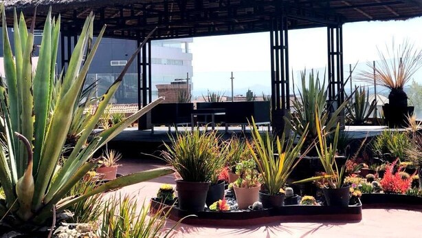 A rooftop garden with a thatched gazebo, various potted plants, and a view of a cityscape in the background.