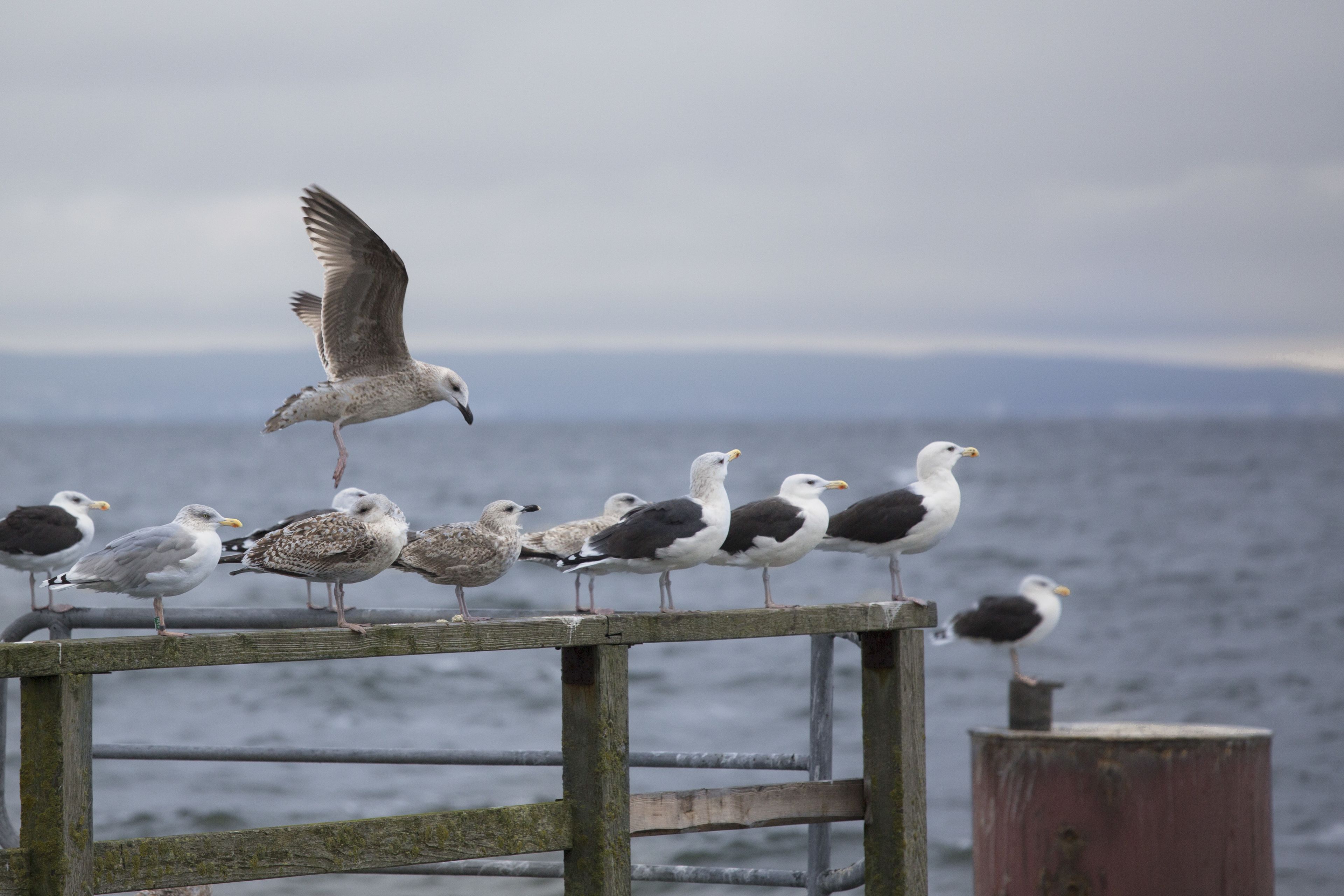 Un muelle de madera con gaviotas posadas, con vista a una masa de agua.