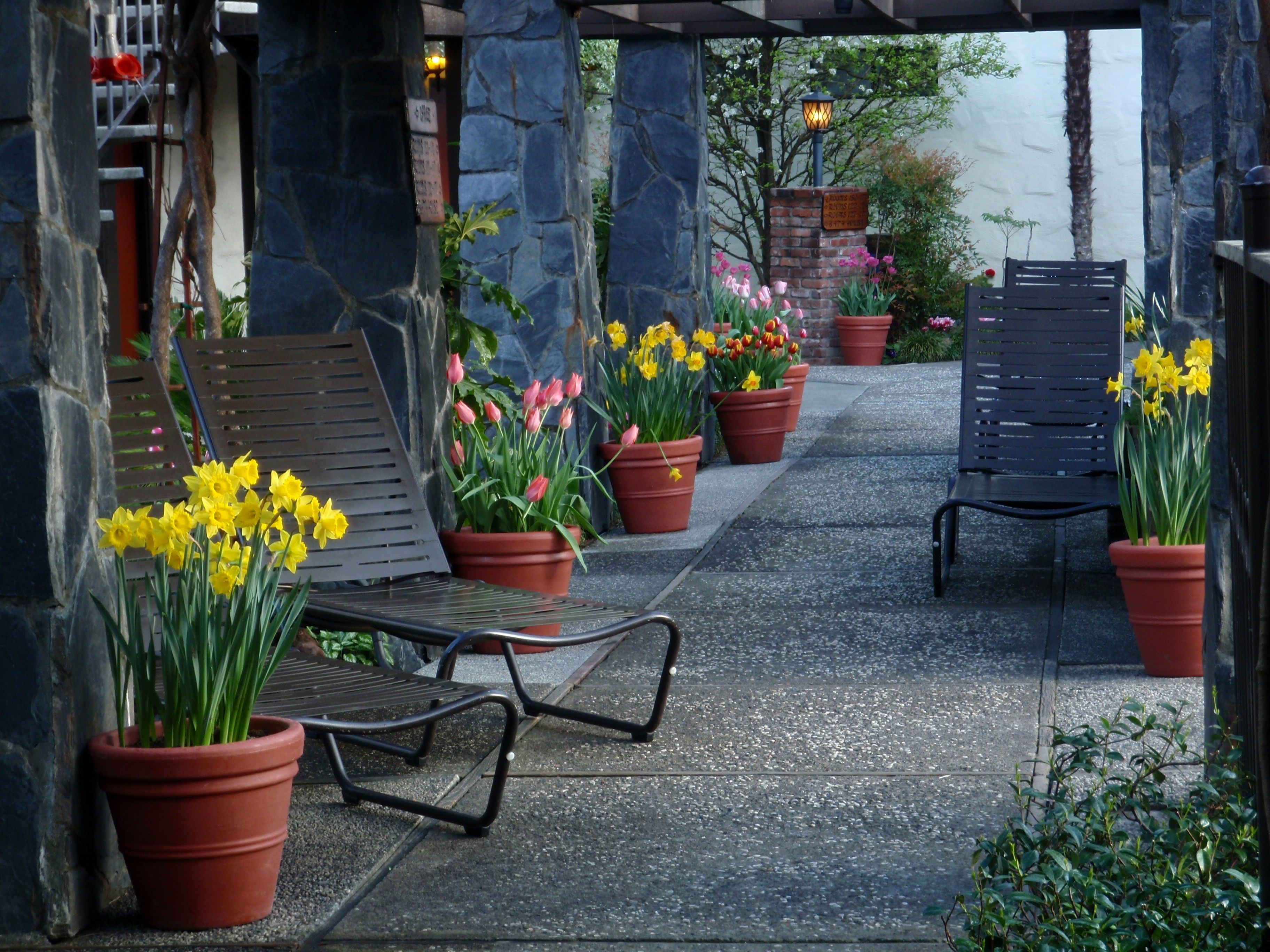Un patio empedrado con dos sillas de metal y varias macetas con flores amarillas y rosadas.