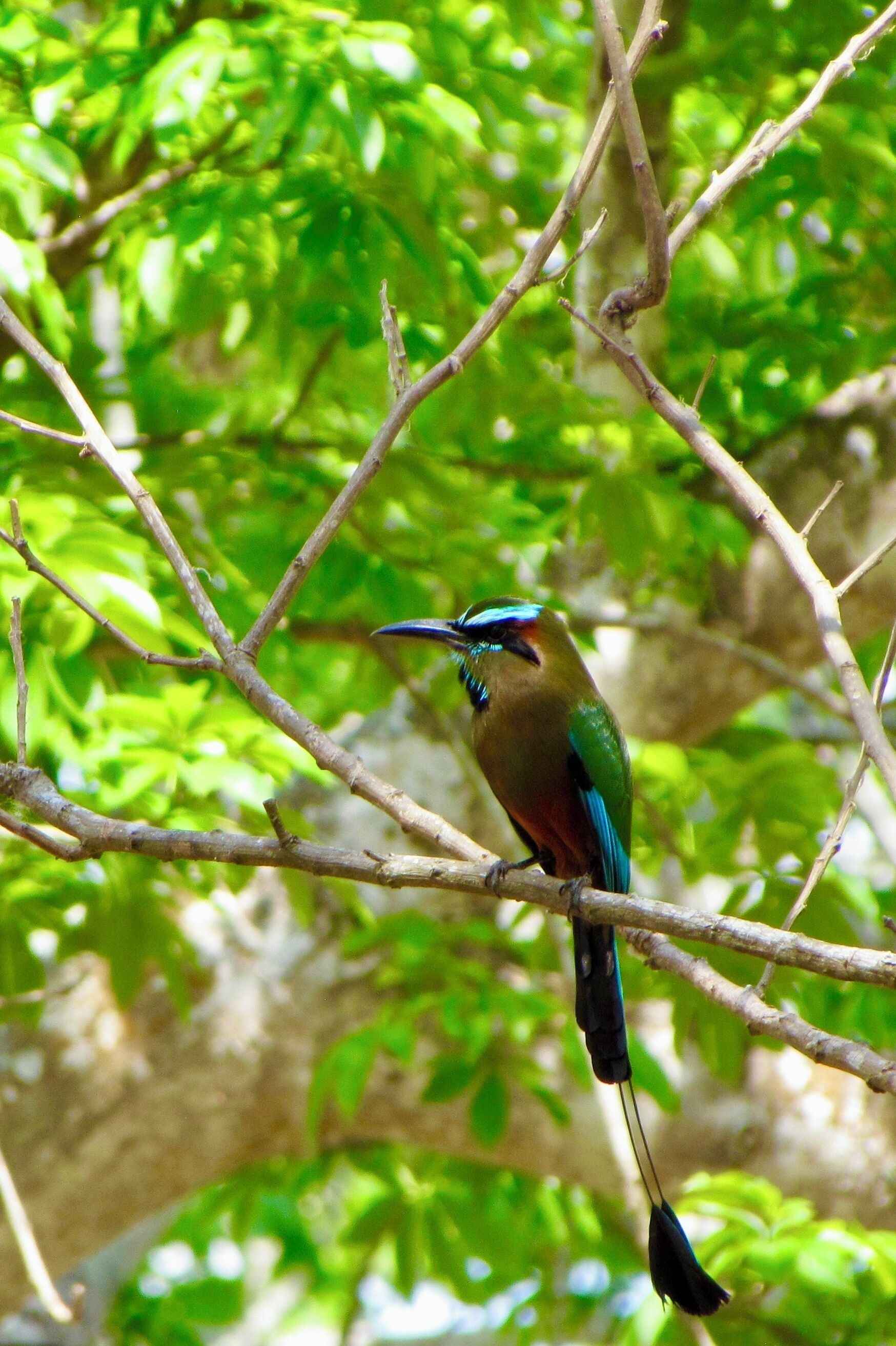 Un pájaro posado en una rama.