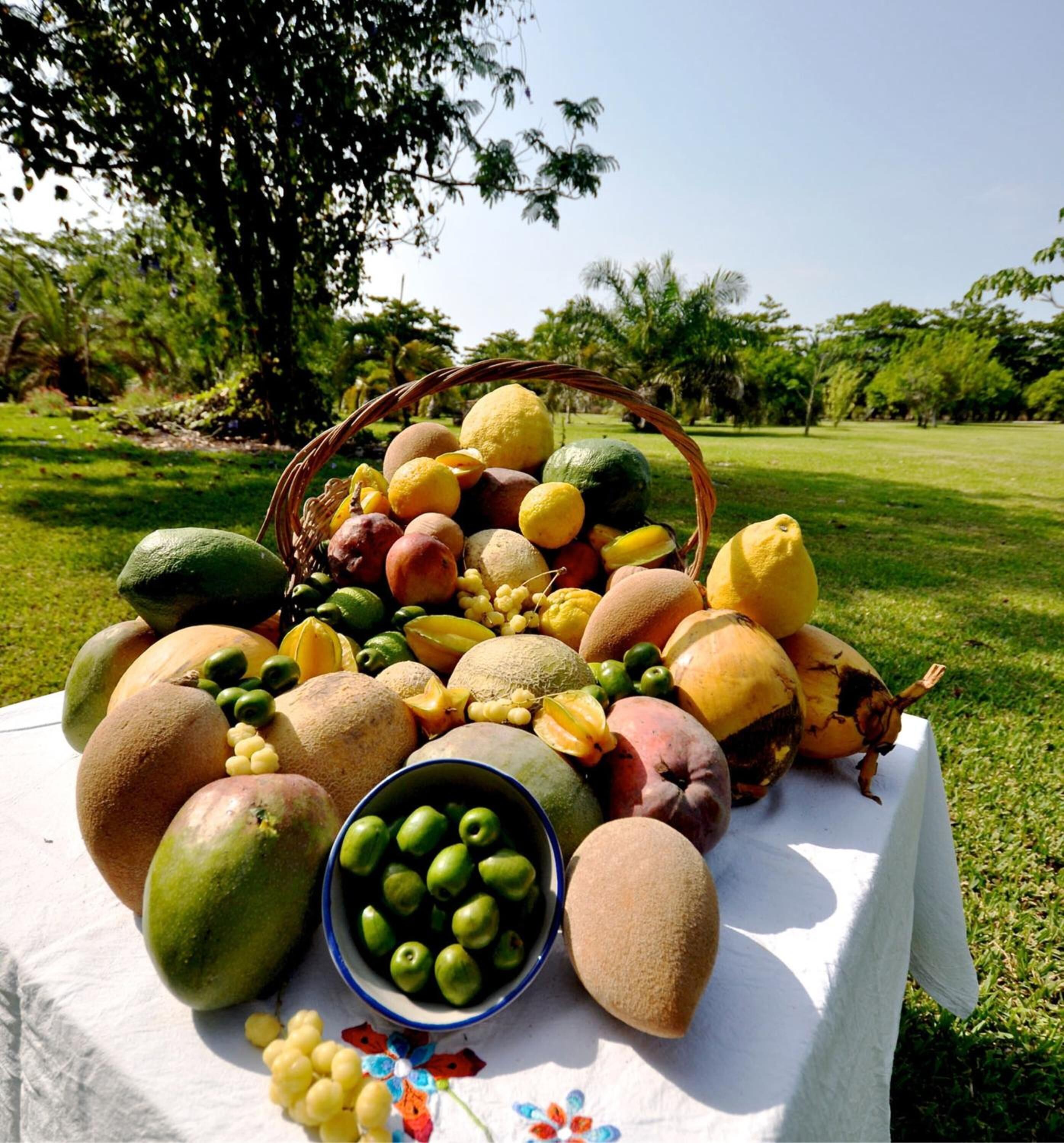Une table garnie d’une variété de fruits et un panier posés sur une nappe blanche, le tout en plein air.