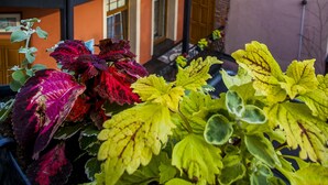A multi-story building with balconies, a garden area with various plants, and a brick wall. - Aparthotel Vicini dawniej Aparthotel Oberża (Kraków)