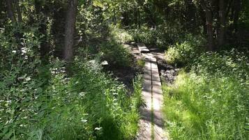 Un sentiero stretto e non asfaltato che si snoda attraverso una fitta foresta, con alberi alti e vegetazione rigogliosa ai lati.