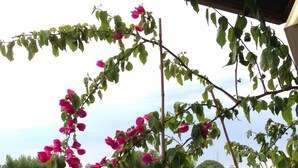Doppelzimmer, Balkon, Gartenblick | Ausblick vom Zimmer