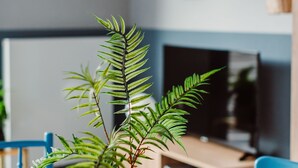 Une table à manger avec un bol bleu, un vase blanc contenant une plante et une assiette ornée d’un motif bleu.