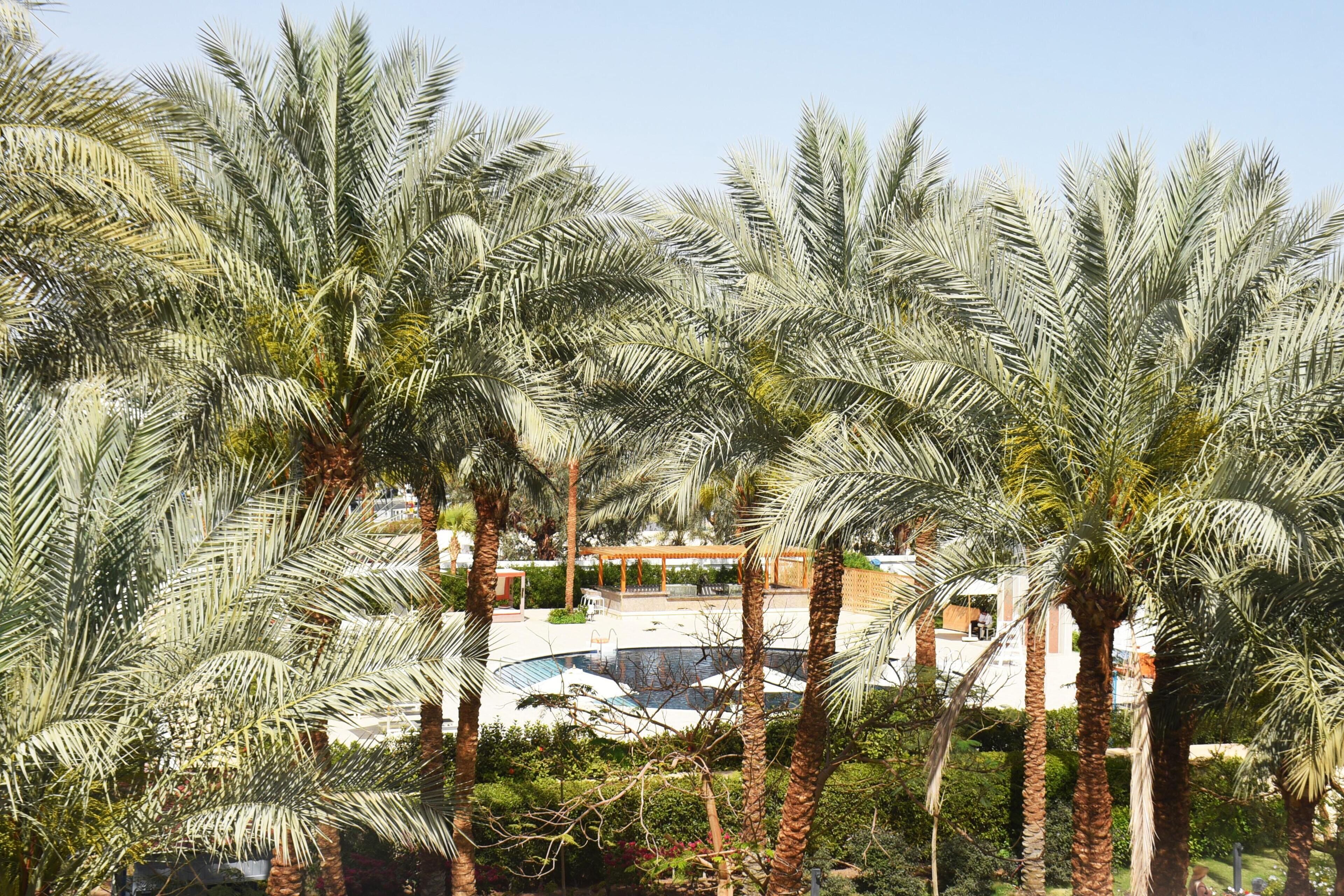 Foto - Ghazala Beach