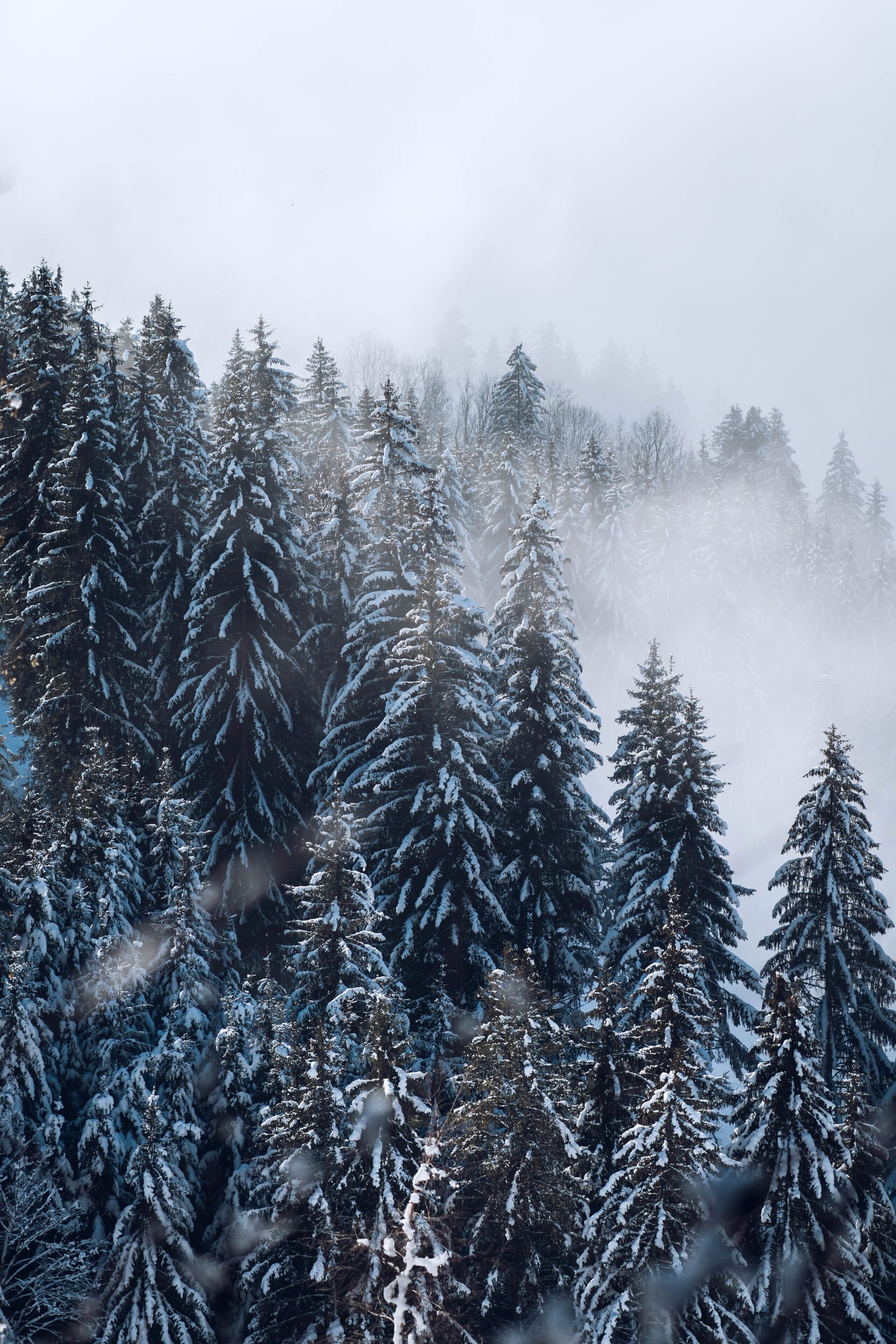 double room with forest view | view from room