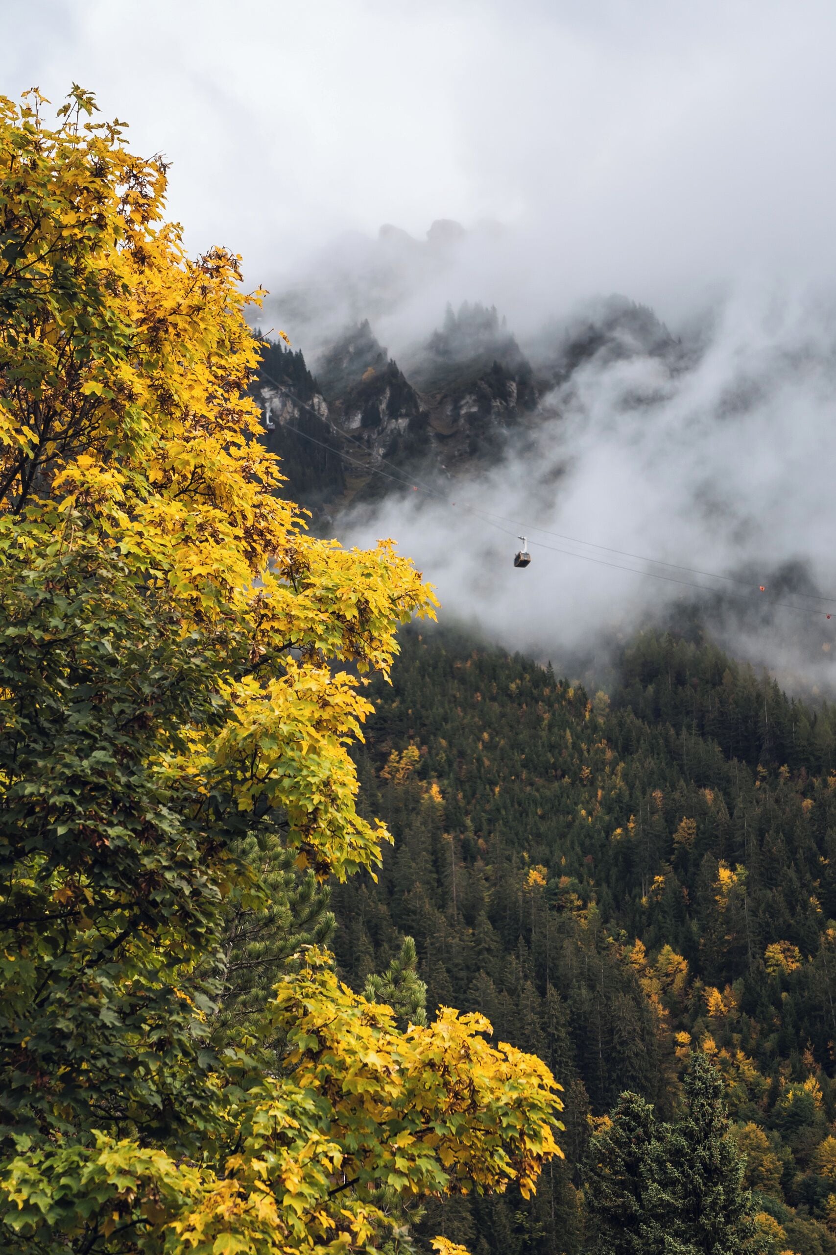 double room with forest view | view from room