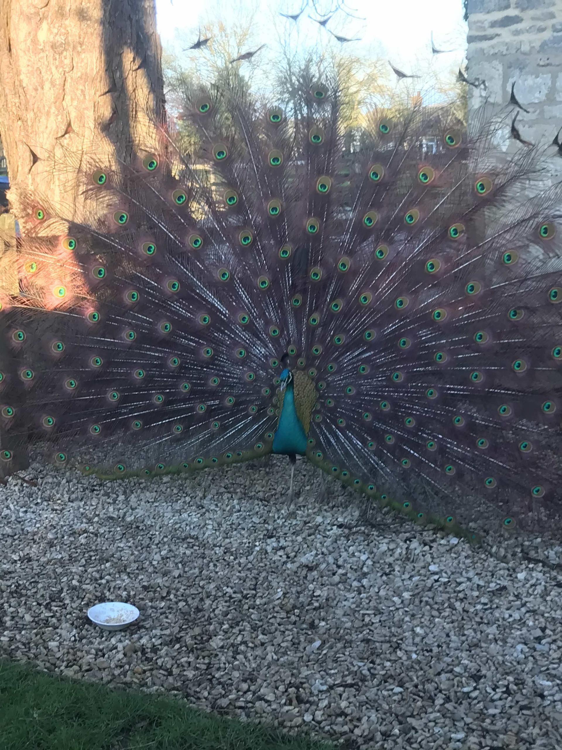 A peacock with its tail feathers fanned out, standing on gravel with a white bowl nearby.