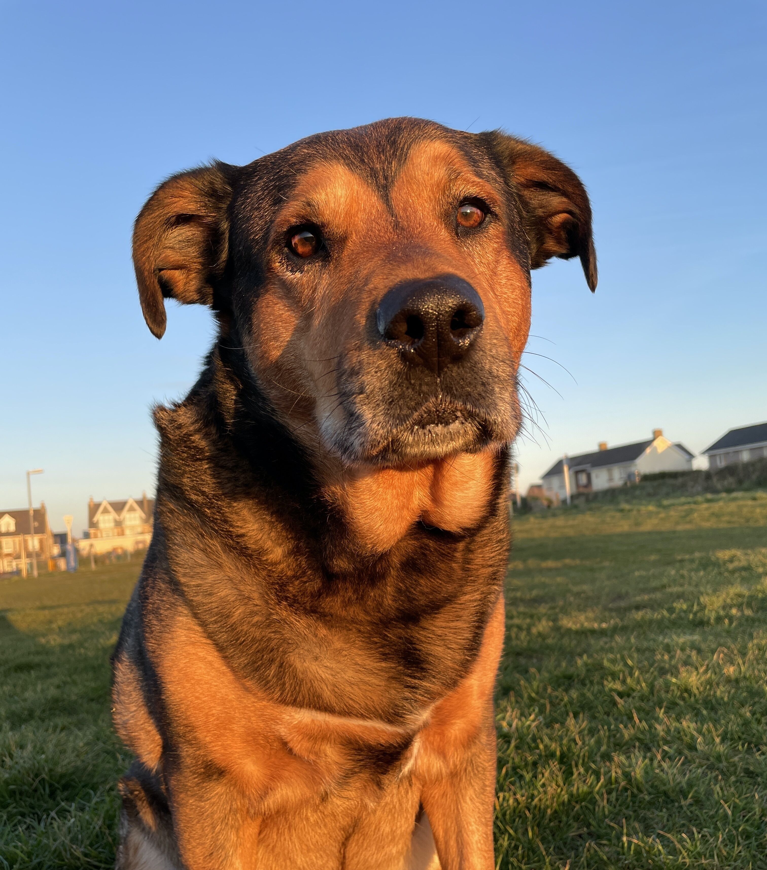 A dog sitting in a grassy area with houses in the background.