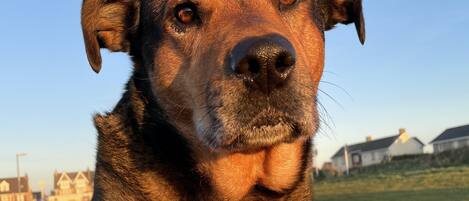 A dog sitting in a grassy area with houses in the background.