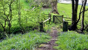 Un sentier rural, bordé d’une barrière en bois, entouré de verdure et de fleurs sauvages.