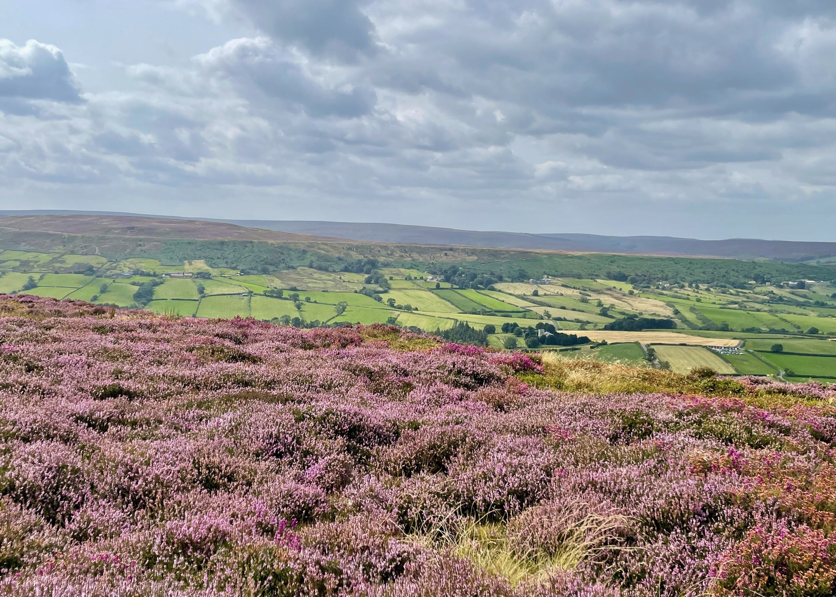 A landscape with purple heather fields and rolling green hills in the distance.