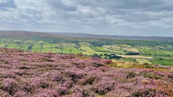 A landscape with purple heather fields and rolling green hills in the distance.