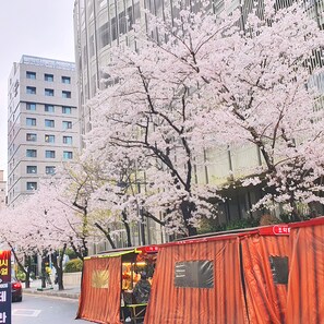 Escena callejera con cerezos en flor, una carpa roja y un edificio al fondo.