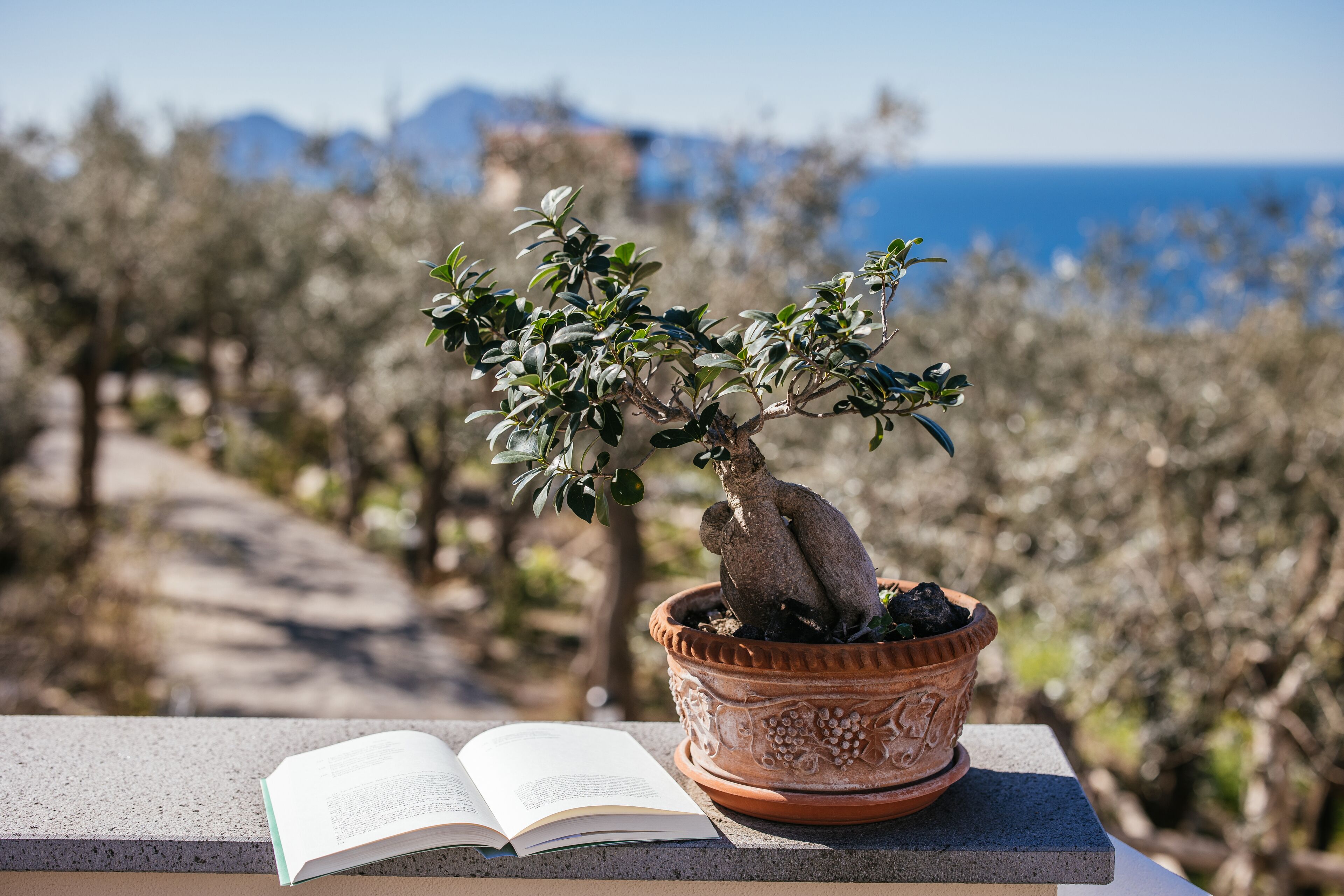 A potted bonsai tree on a ledge with an open book beside it, set against a backdrop of a coastal landscape.