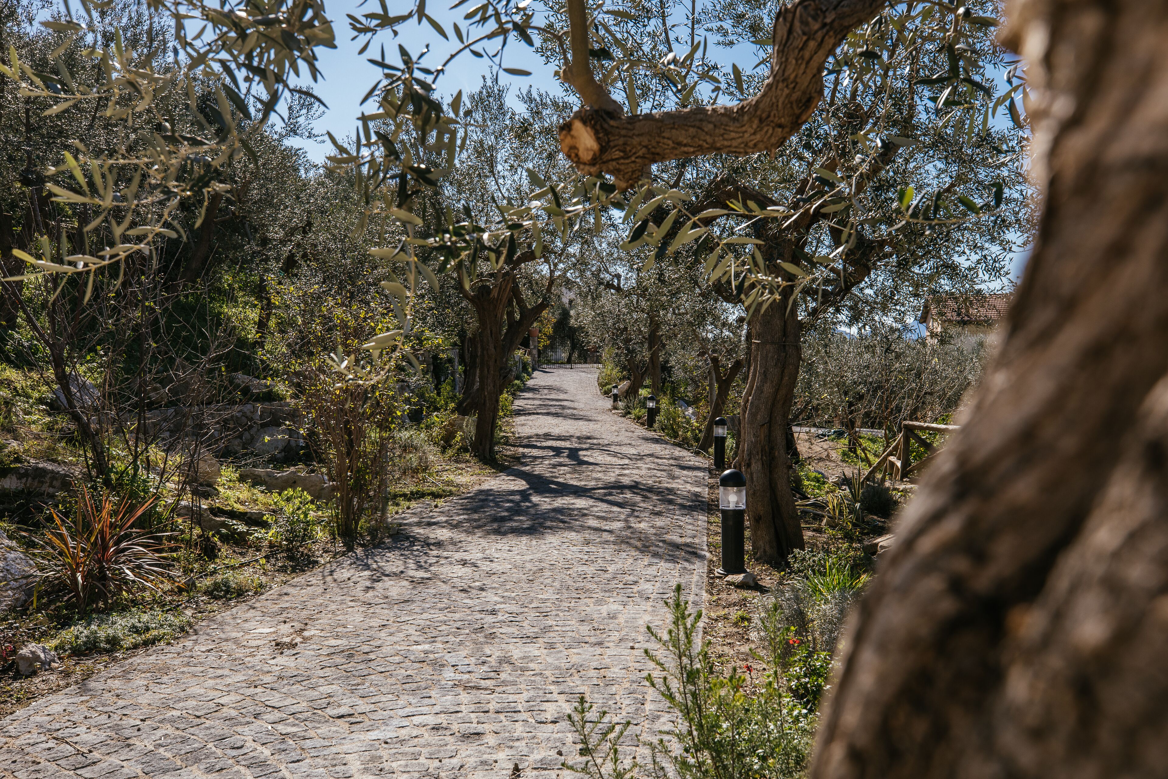 A cobblestone pathway flanked by olive trees and greenery, leading to a distant building.