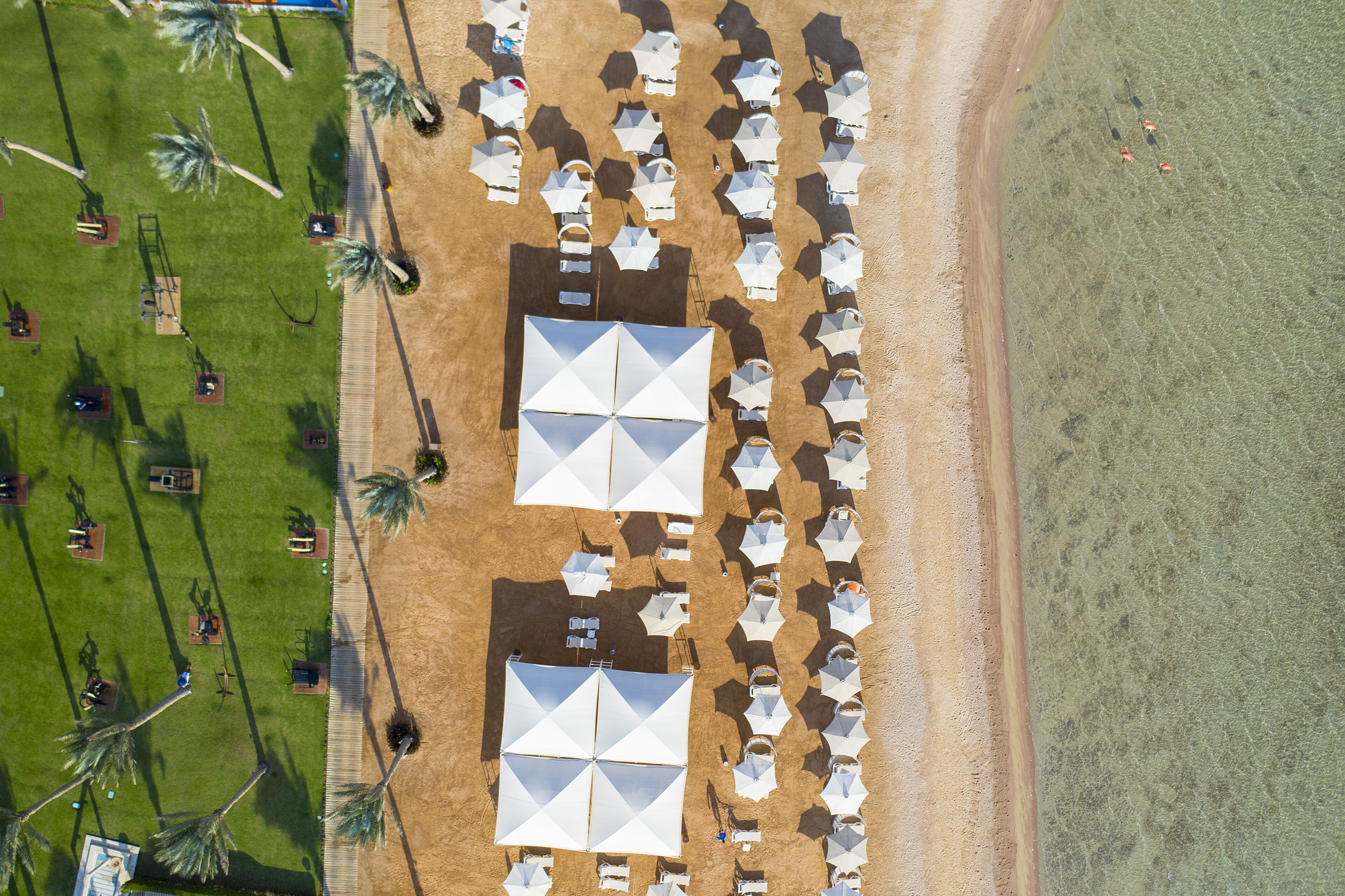 An aerial view of a beachside resort with rows of white umbrellas and lounge chairs, a sandy beach, and palm trees.