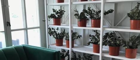 Quarto com sofá verde, mesa de madeira com plantas em vasos e estante branca com vasos vermelhos de diversas plantas.