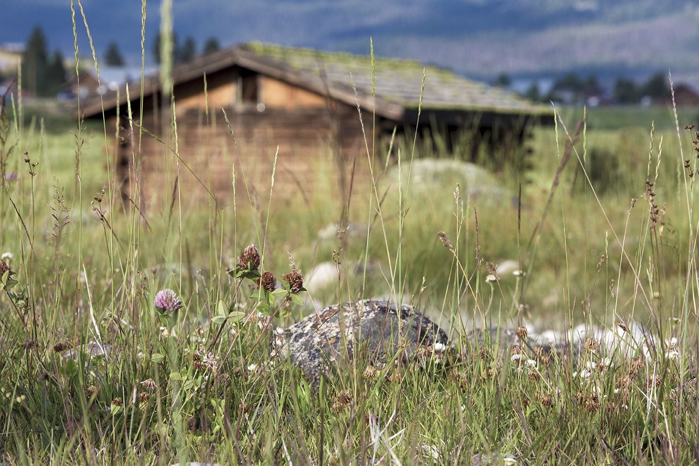 Une cabane en bois rustique, entourée d’herbes hautes et de fleurs sauvages.