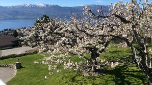 A tree with white blossoms in a grassy area with a view of a lake and mountains in the background. - Le Chateau du Lac (West Kelowna)