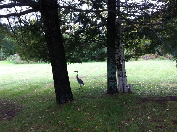 A bird walking near trees in a grassy area.