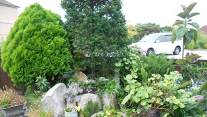 Un jardin agrémenté de différentes plantes en pot et d’un grand arbre.