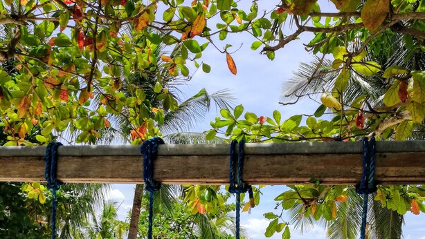 Une balançoire installée sur la plage, offrant une vue sur l’océan et les palmiers.