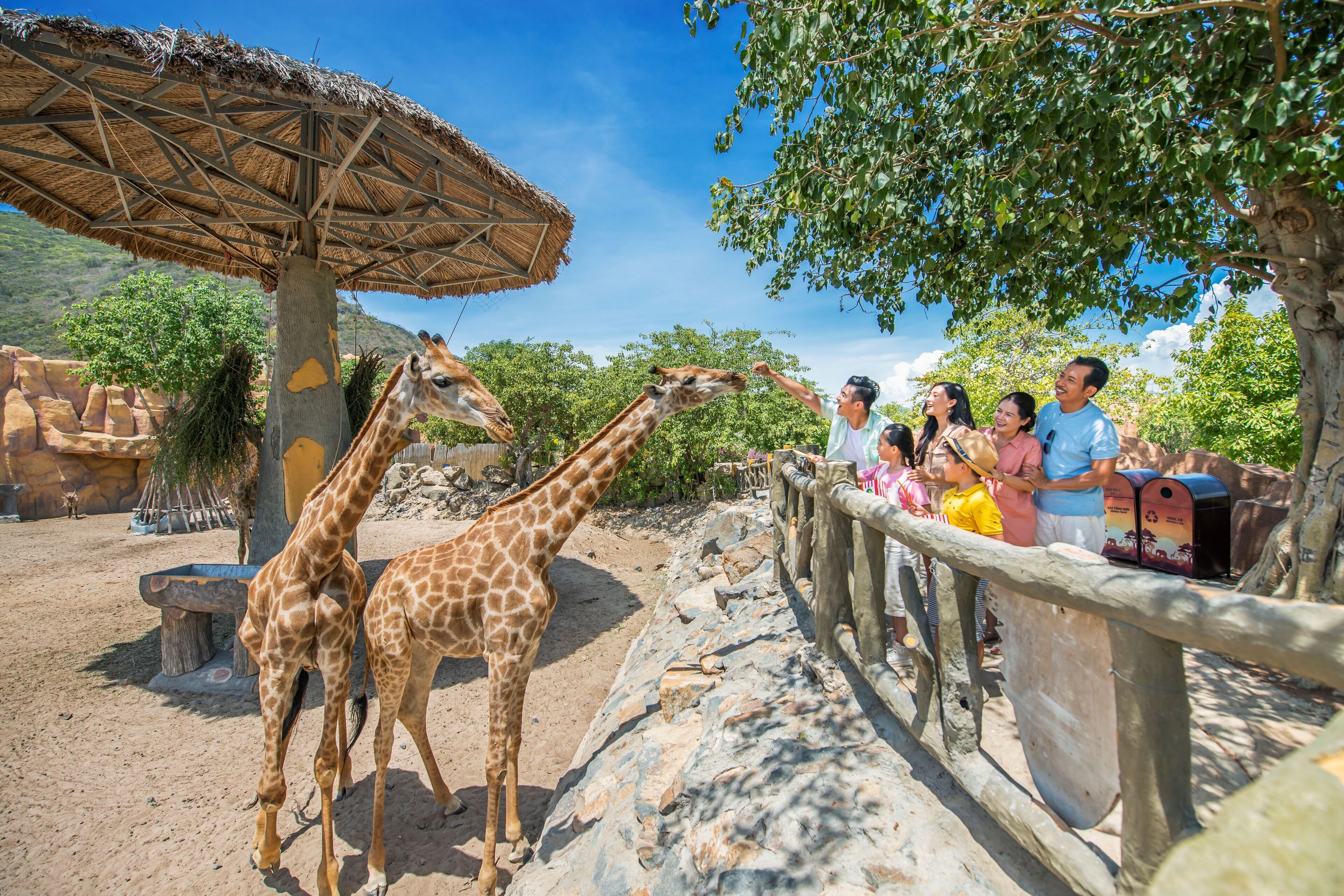 A zoo enclosure with two giraffes and a group of people observing them.