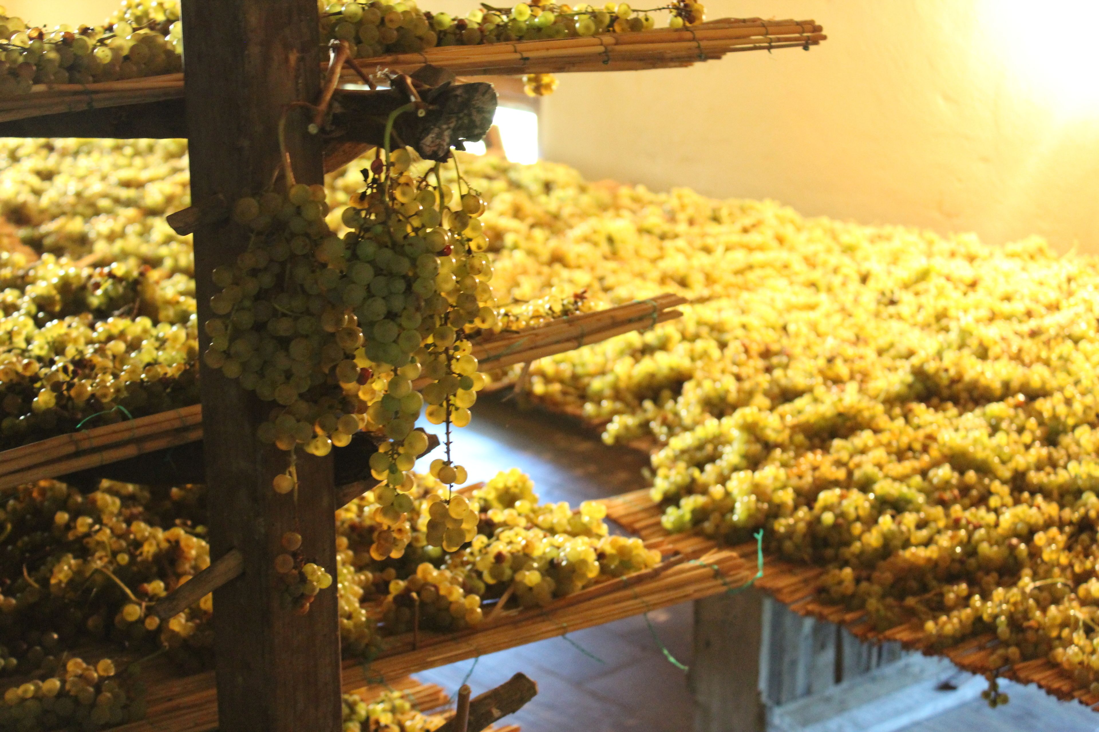 A large room filled with rows of grapevines hanging from wooden beams.