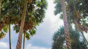 A pathway lined with palm trees and a beach in the background. - Botany Beach Resort Pattaya (Sattahip)