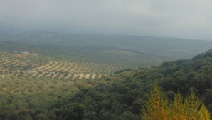 Een panoramisch uitzicht op een glooiend landschap met dichte bossen en verspreide gebouwen.