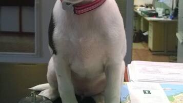 Een hond zit op een tafel met een kaart en een bel.