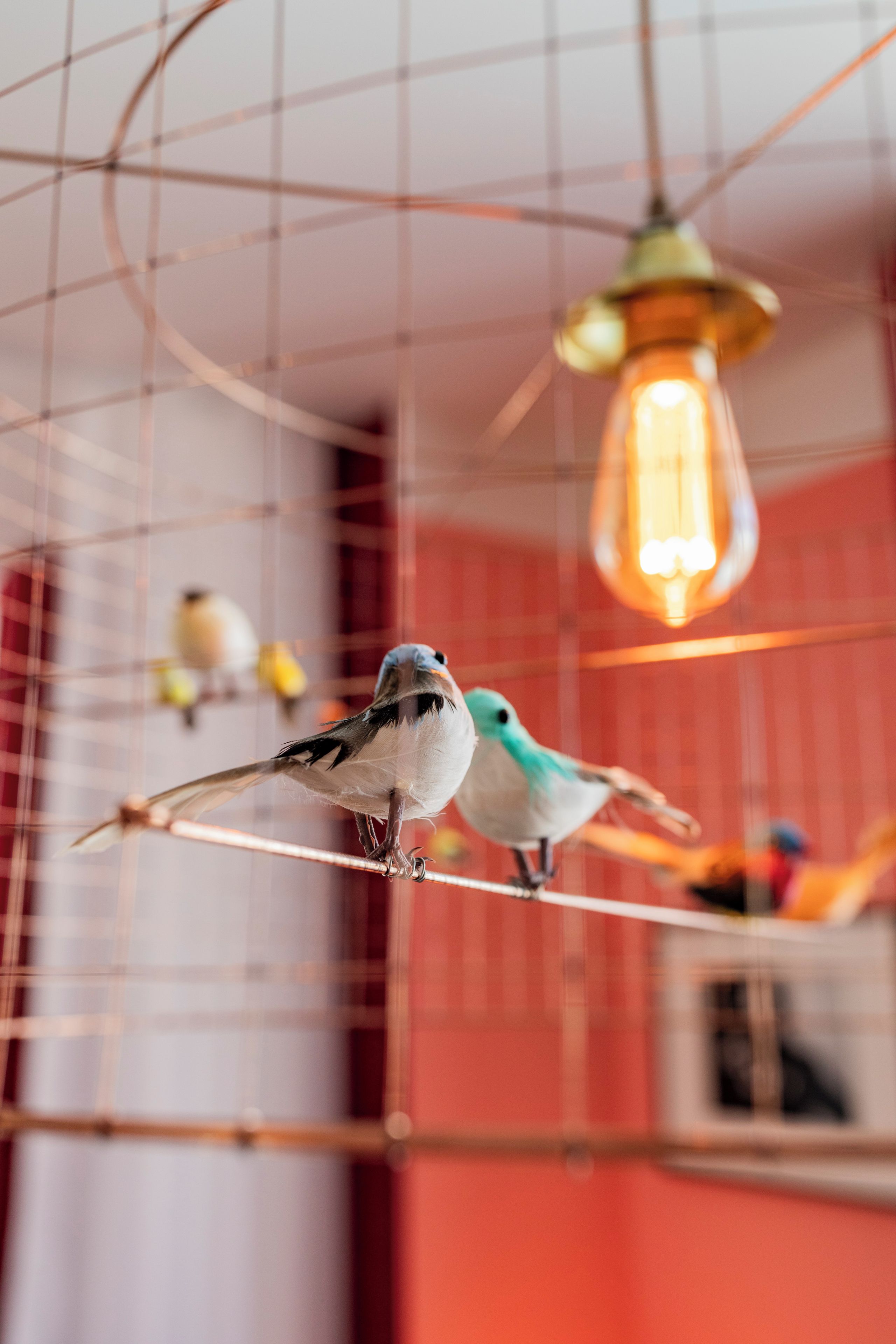 Dos aves posadas en una estructura de alambre dentro de una habitación con pared roja y una lámpara colgante.