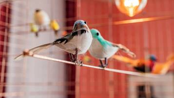 Dos aves posadas en una estructura de alambre dentro de una habitación con pared roja y una lámpara colgante.