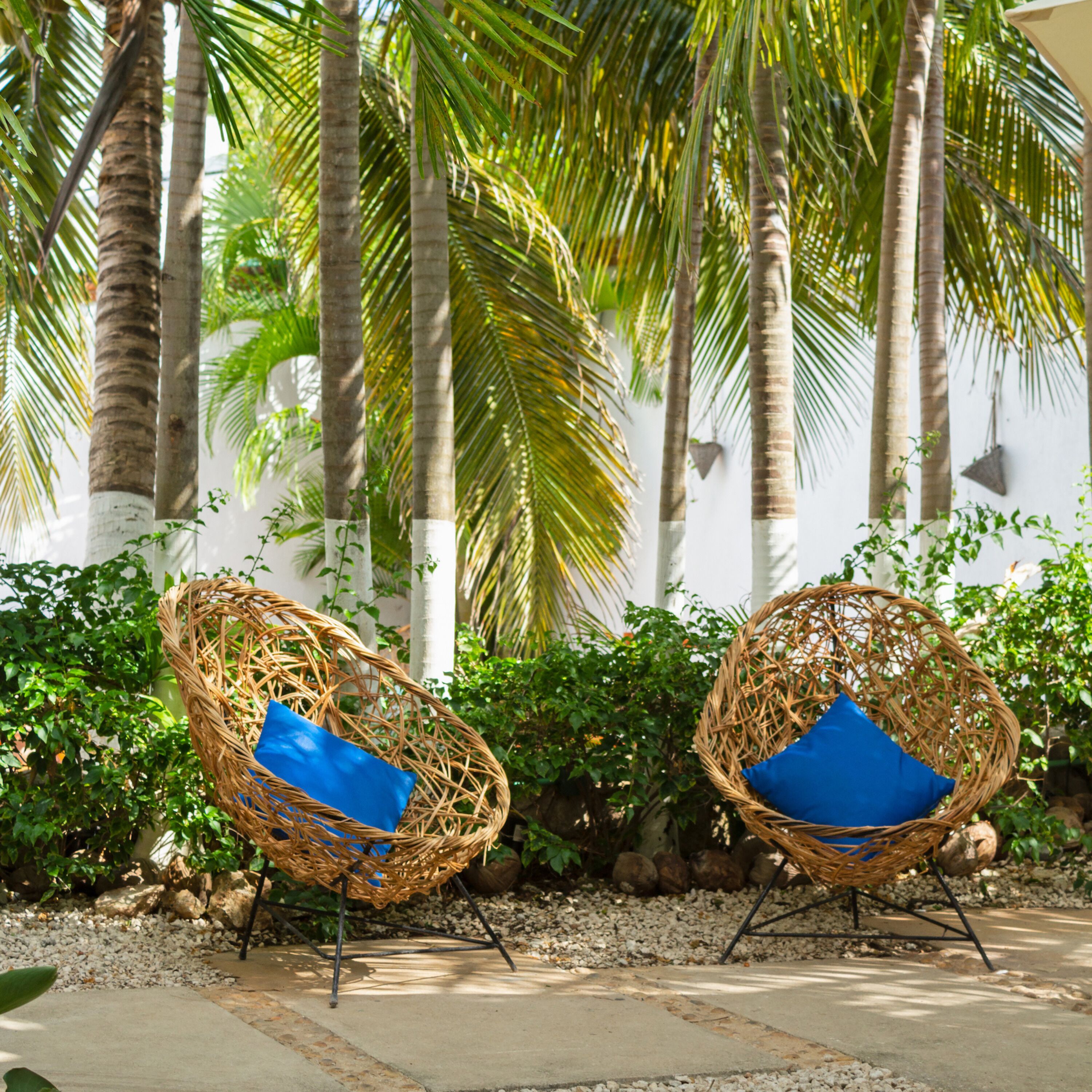 Dos sillas de mimbre con cojines azules en un jardín tropical con palmeras.