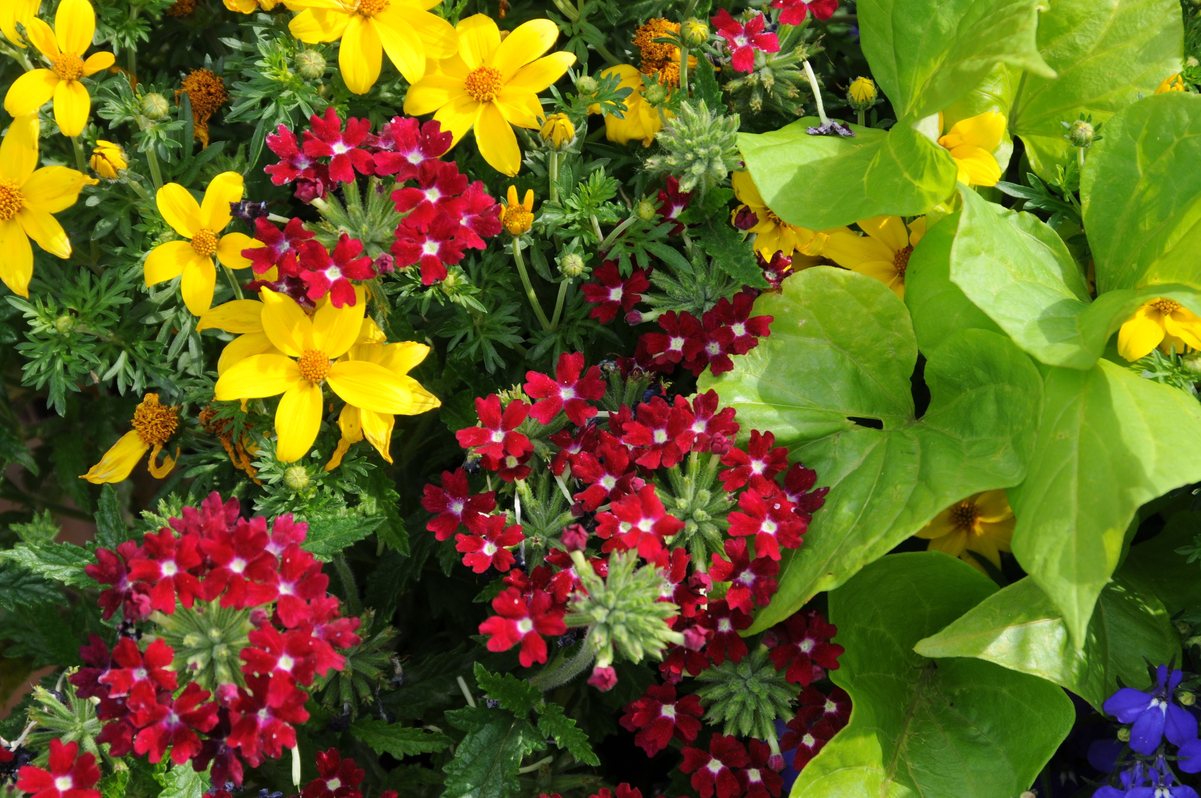 A garden with yellow and red flowers, green leaves, and a large green plant.