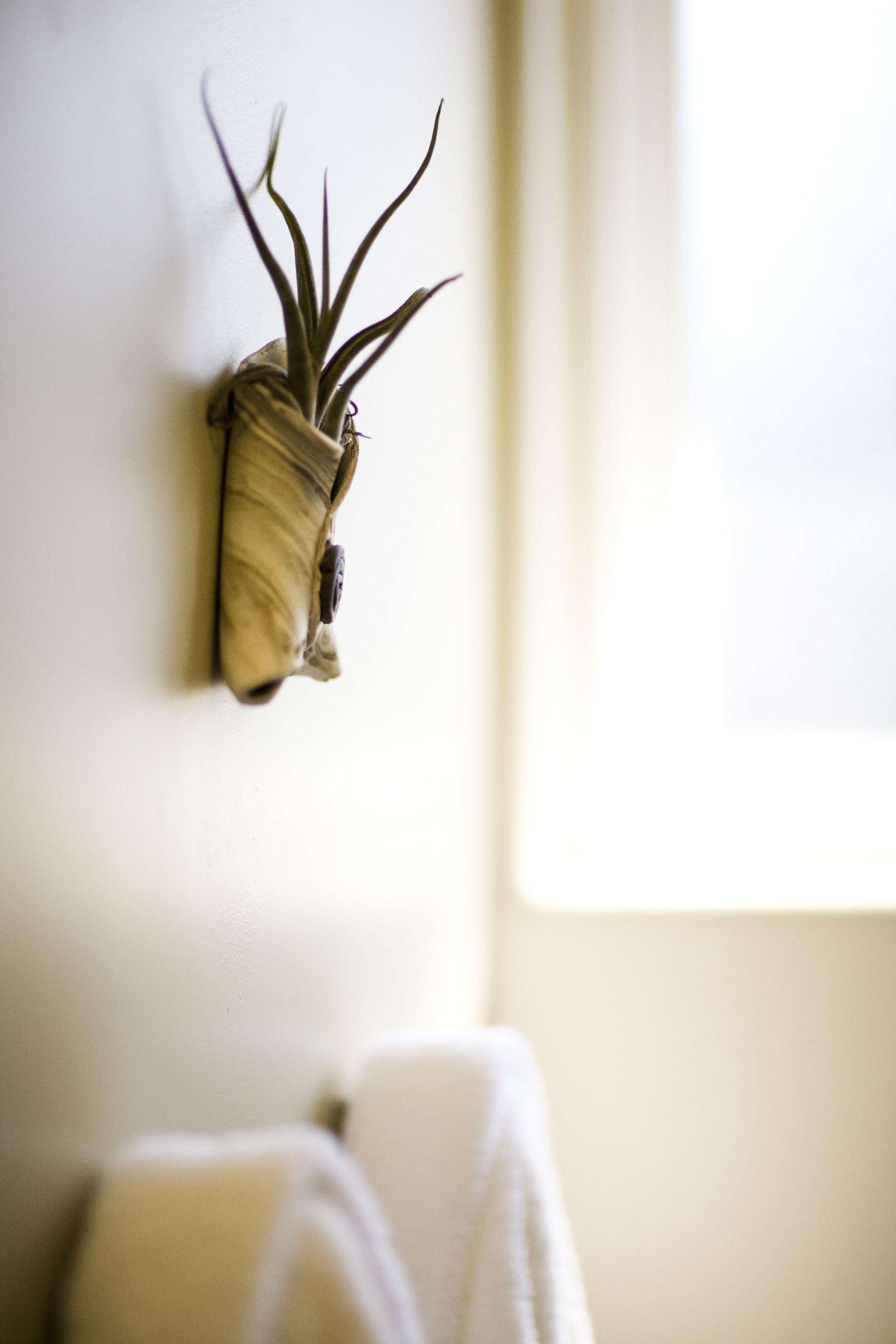 A potted plant on a wall, a towel on a chair, and a window with natural light.